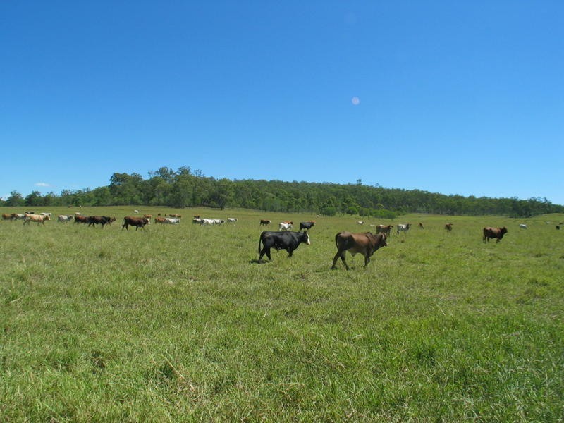 491 Delan Road, Delan QLD 4671