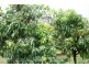 86 Simpsons Road, Bullyard QLD 4671