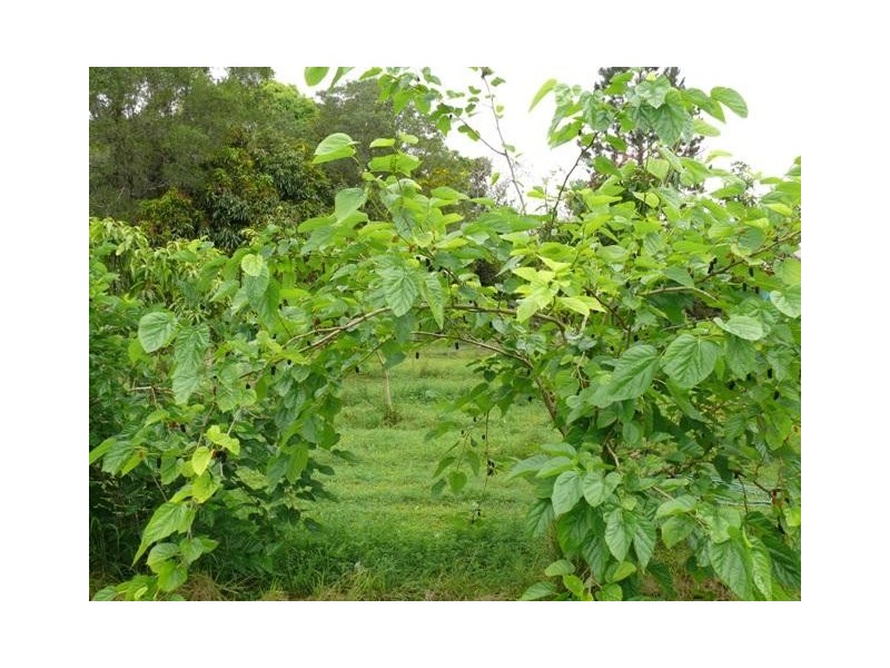 33785 Bruce Highway, Skyring Reserve QLD 4671