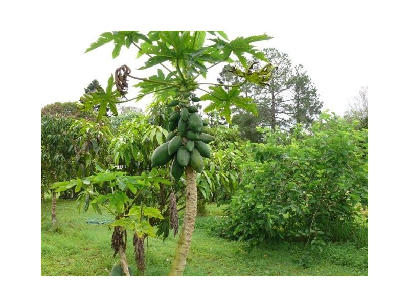 33785 Bruce Highway, Skyring Reserve QLD 4671