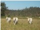 694 River Road, Bungadoo QLD 4671