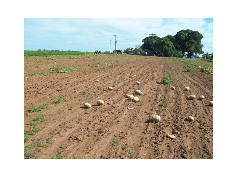 10 Careys Road, Meadowvale QLD 4670