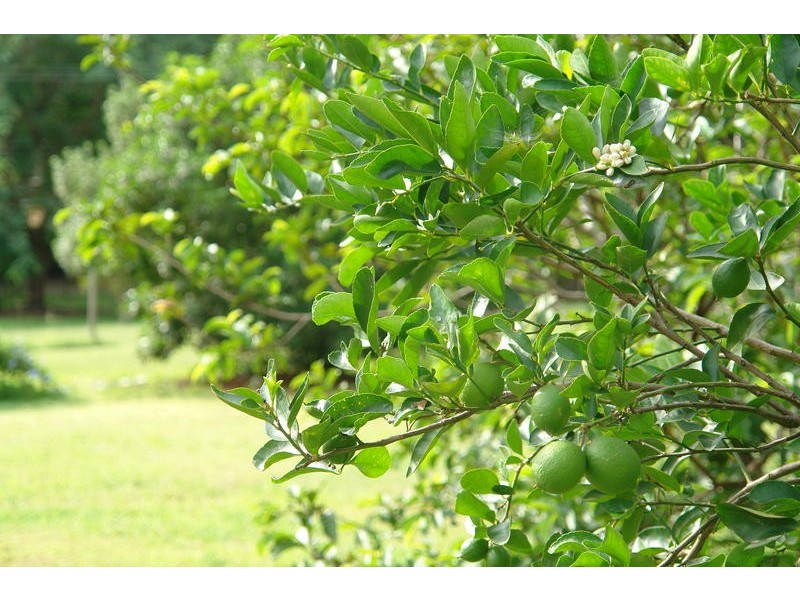 42 Sugars Road, Bellbowrie QLD 4070