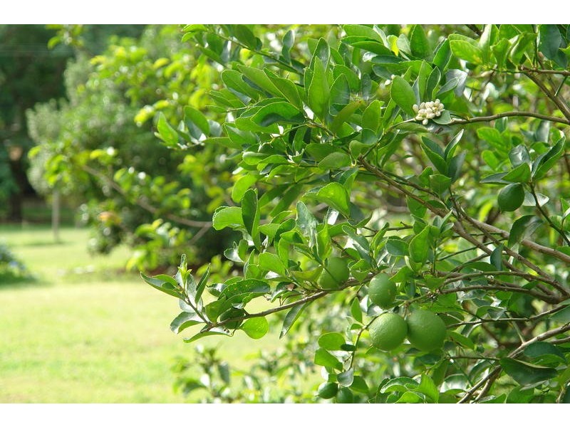 42 Sugars Road, Bellbowrie QLD 4070