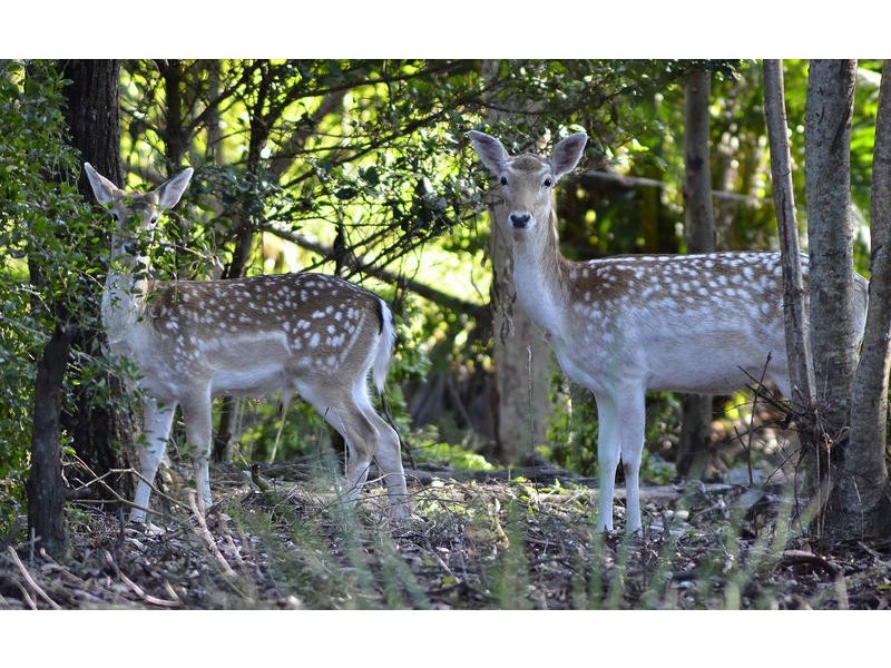 40 Primley Street, Pullenvale QLD 4069