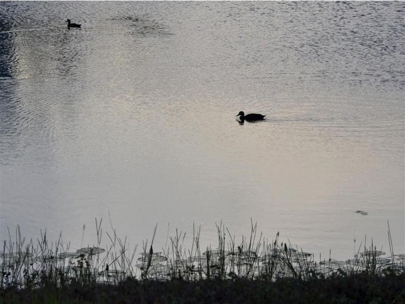 Pelican Waters QLD 4551