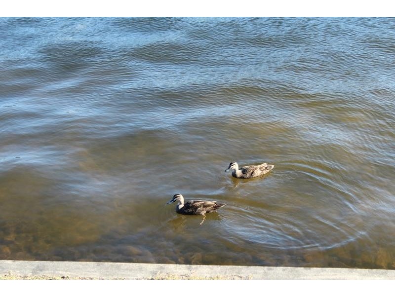 29 Bellanboe Circuit, Pelican Waters QLD 4551