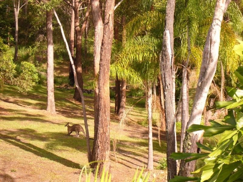 3 Carisbrook Court, Little Mountain QLD 4551