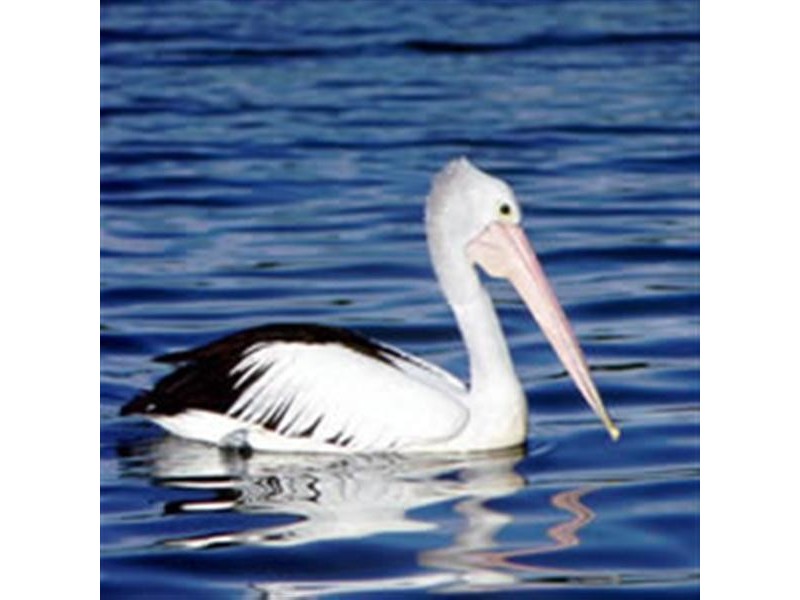 Pelican Waters QLD 4551