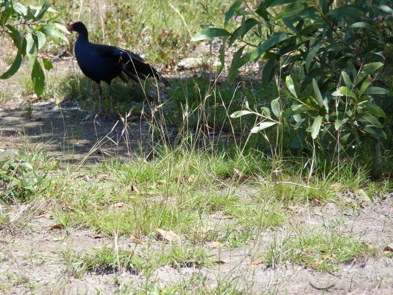 Pelican Waters QLD 4551