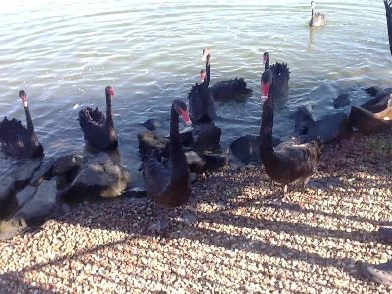 7 Lady Nelson Dr, Eli Waters QLD 4655