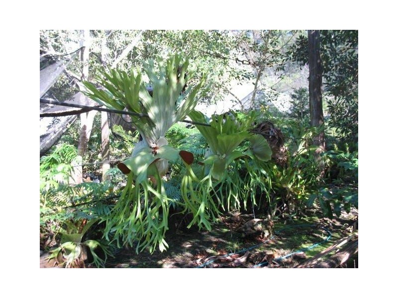 Diamond Valley QLD 4553