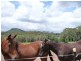 Glass House Mountains QLD 4518