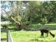 Mooloolah Valley QLD 4553