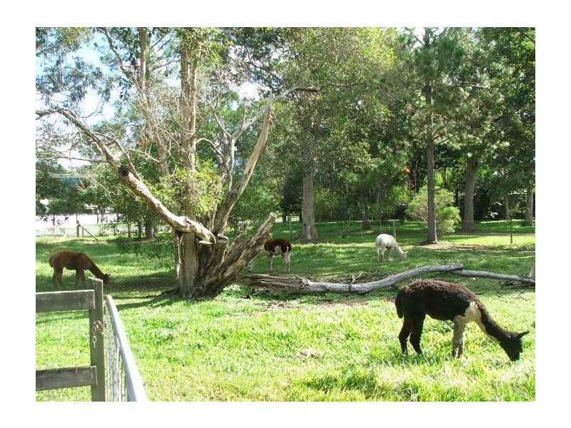 Mooloolah Valley QLD 4553
