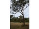 Mooloolah Valley QLD 4553