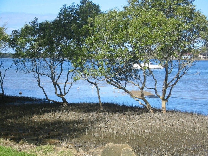 145 Riverside Dr, Port Macquarie NSW 2444