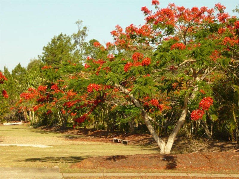 Upper Caboolture QLD 4510
