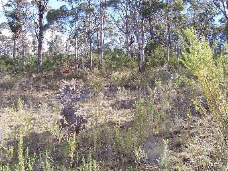 32 Woodcutters Road, Tolmans Hill TAS 7007