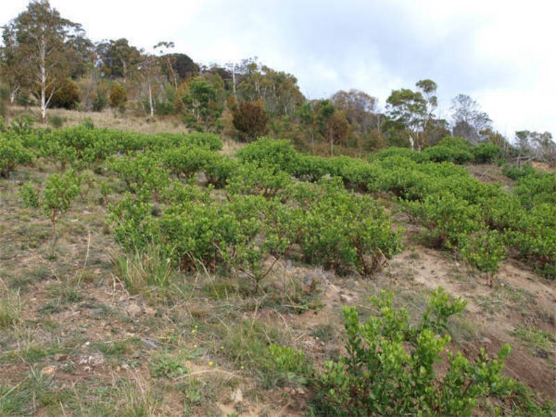 1 Ross Place, Mount Stuart TAS 7000