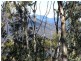 75 Tongatabu Road, Dromedary TAS 7030