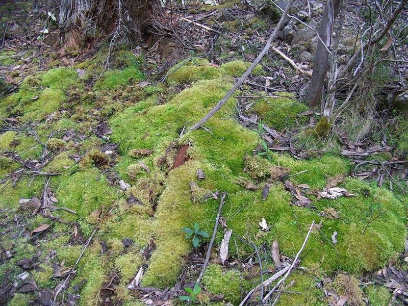 291 Guys Road, Cygnet TAS 7112