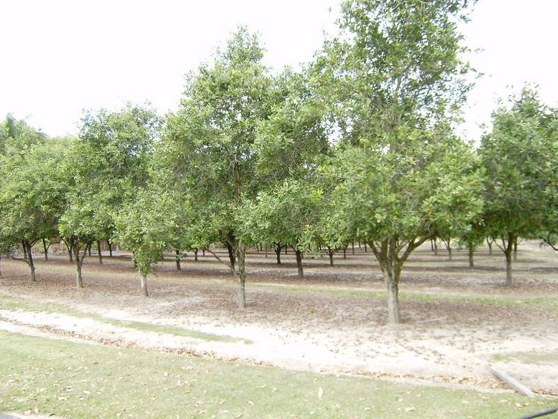 Beerwah QLD 4519