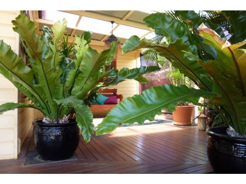 6 Campbell St, Kalgoorlie WA 6430