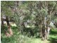 77 Kareela Drive, Tootgarook VIC 3941