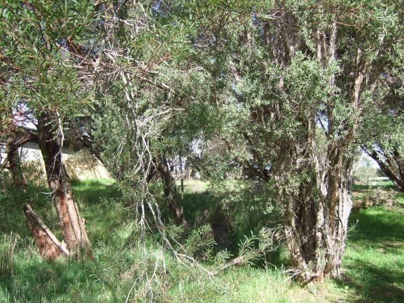 77 Kareela Drive, Tootgarook VIC 3941