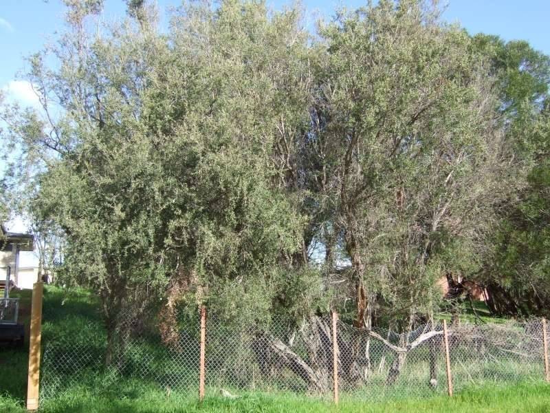 77 Kareela Drive, Tootgarook VIC 3941