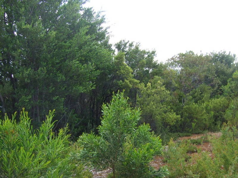 101 Highbury Road, Tootgarook VIC 3941