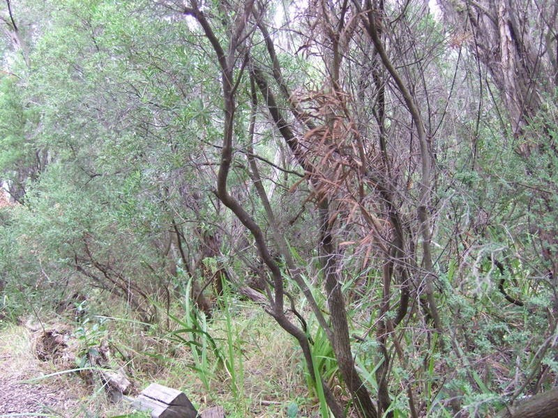 16 Andrea Street, Rye VIC 3941