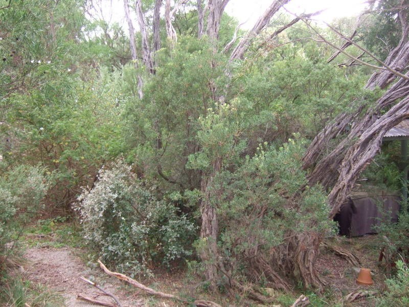 16 Andrea Street, Rye VIC 3941