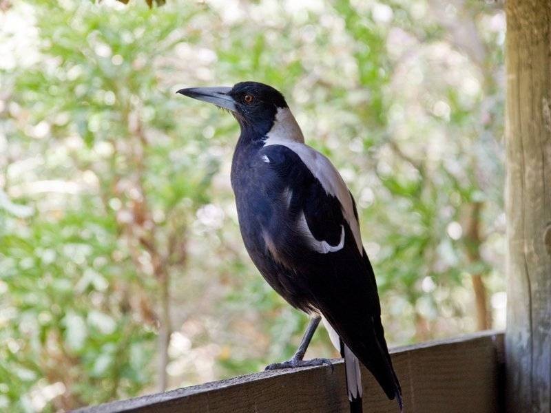 14 Beverley Hill Road, Somers VIC 3927