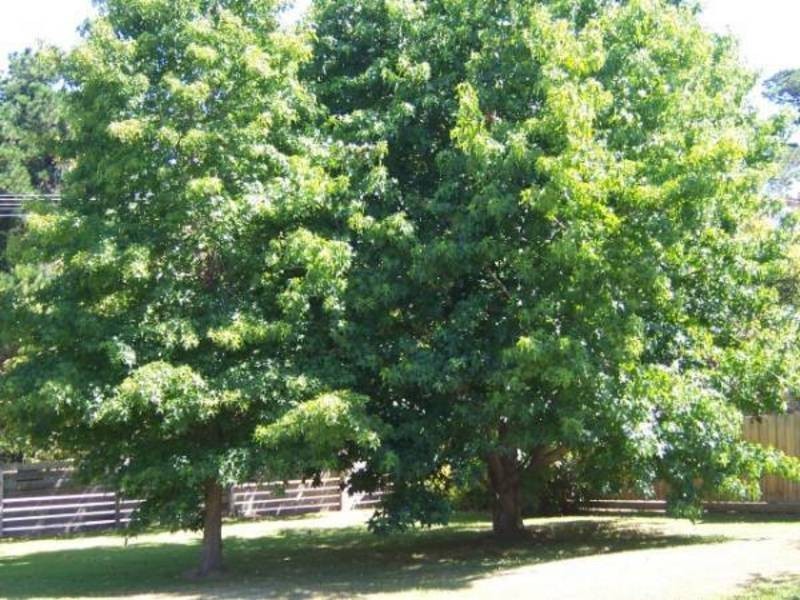 3120 Frankston Flinders Rd, Balnarring VIC 3926