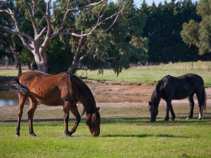 52 Sandy Point Road, Somers VIC 3927