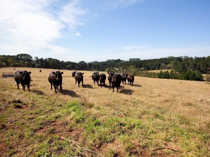 142 Bittern Dromana Road, Merricks North VIC 3926