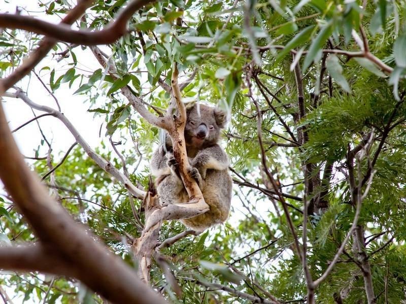 8 Stanmore Avenue, Somers VIC 3927