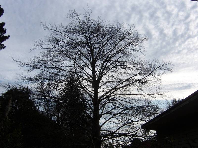 219 Red Hill Road, Red Hill South VIC 3937