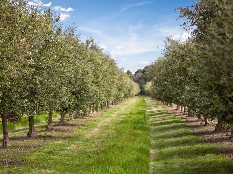 265 Balnarring Road, Tuerong VIC 3915