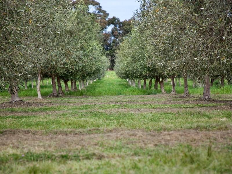 265 Balnarring Road, Tuerong VIC 3915