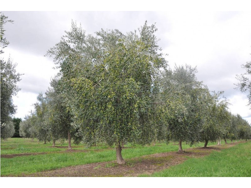 265 Balnarring Road, Tuerong VIC 3915