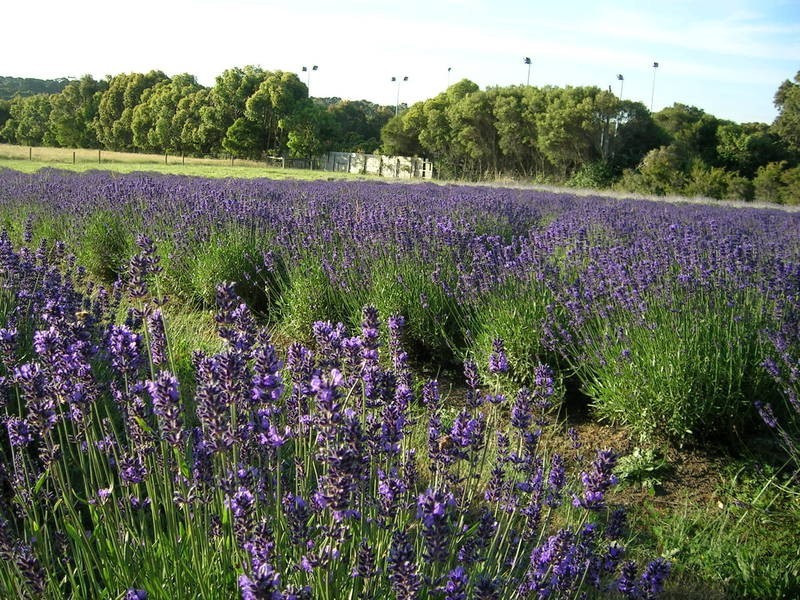 18 Bruce Street, Balnarring VIC 3926