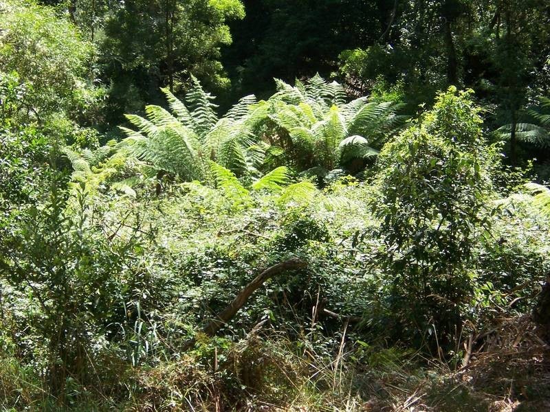 72 Shoreham Road, Red Hill VIC 3937