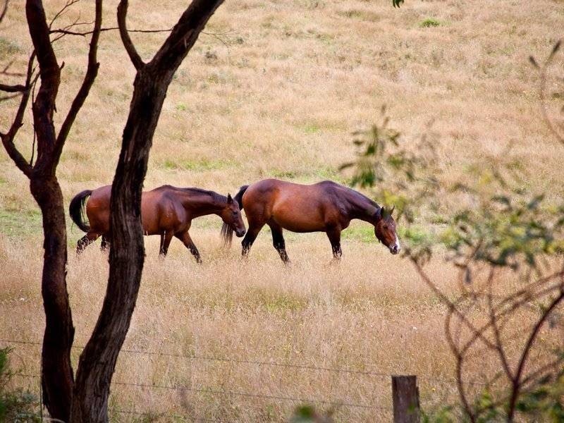 11 Pindara Road, Arthurs Seat VIC 3936