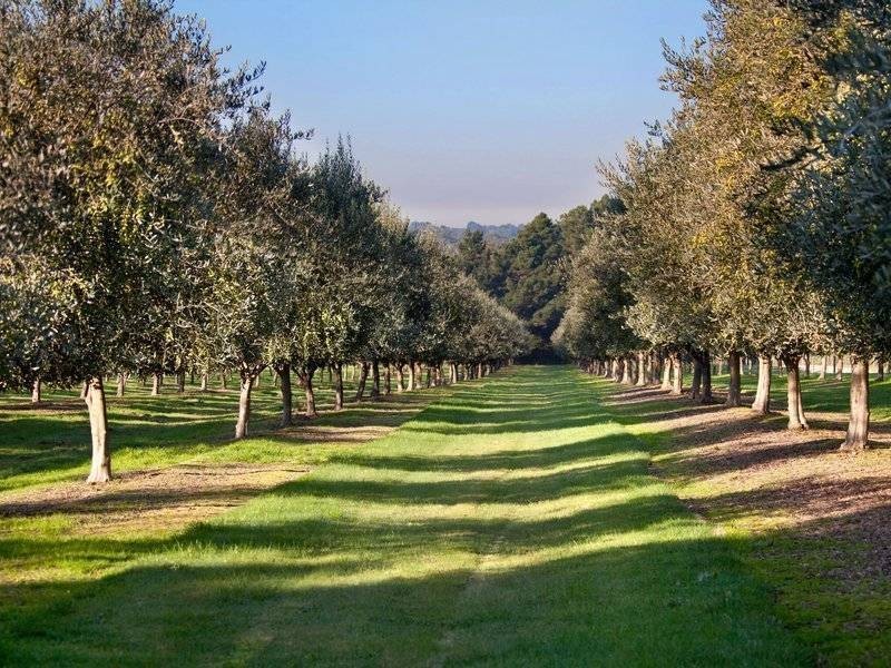 170 Balnarring Road, Merricks North VIC 3926