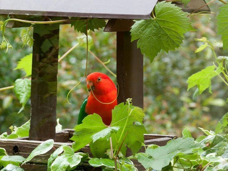 99 Byrnes Rd, Shoreham VIC 3916