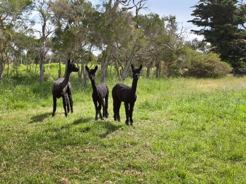 75 Harrisons Rd, Dromana VIC 3936