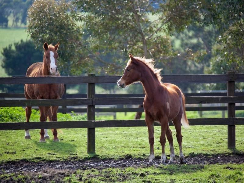 91  Balnarring Rd, Balnarring VIC 3926